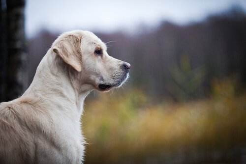 How to Recognize Heart Disease in Dogs