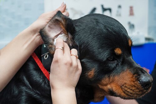 Lady cleaning her dog's ears
