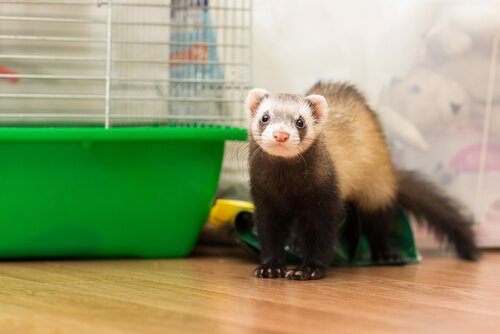 Ferret walking loose inside its home