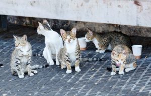 These stray cats would benefit from these charitable gifts.