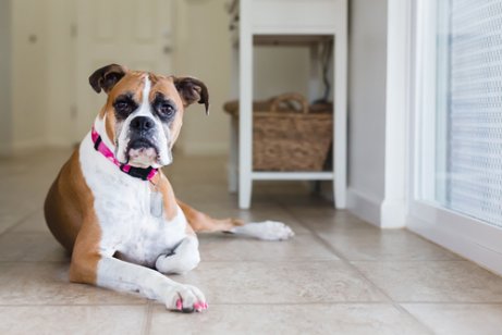 Brown and white boxer lying on the floor
