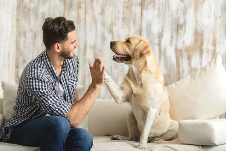 Man giving a high five to a yellow lab instead of jumping up