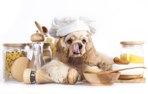 Dog with a chef cap that's about to prepare pasta 