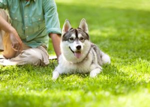 Pack Leader: How To Know If It's You