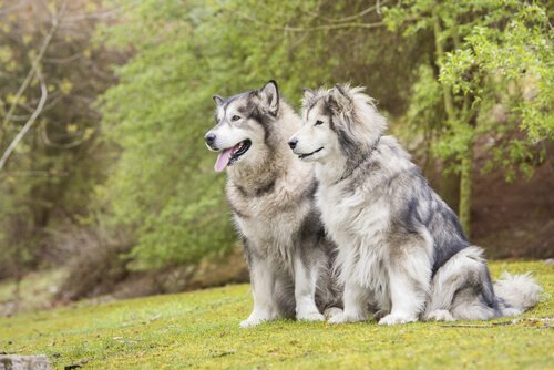 Male or Female Dogs: How to Choose