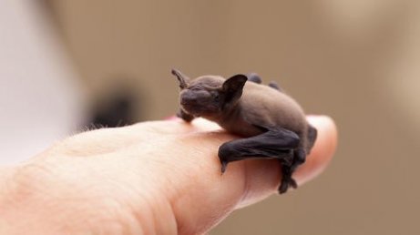 Woman who rescues bats holding a baby bat with her fingers