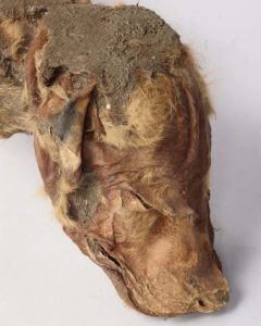 mummified wolf cub head