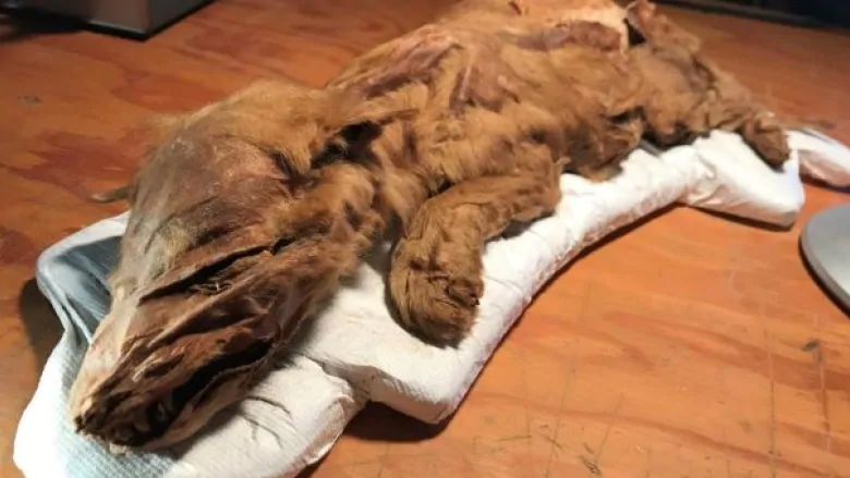 A Mummified Wolf Cub Was Discovered in Canada