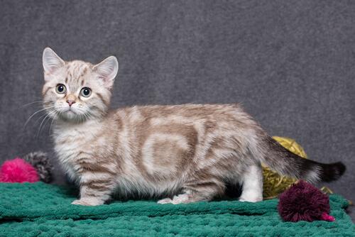 Munchkin cat.