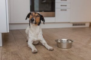 Why Your Dog Doesn't Stop Thinking About Eating