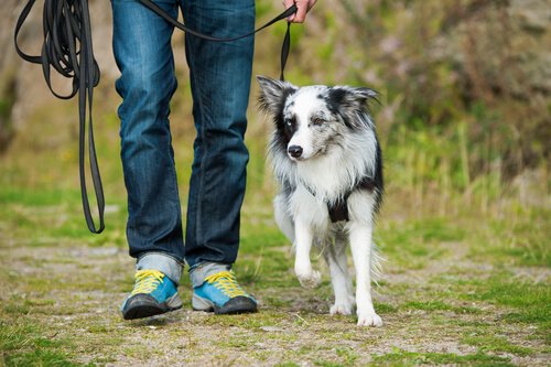 Dog respecting pack leader during a walk