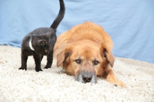 Dog and cat toghether