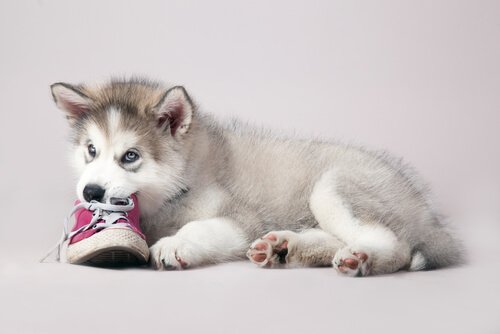 Your dog chews on things like this puppy chewing on a shoe