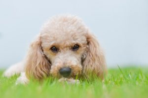 Small Dog Breeds that Will Take Over the World