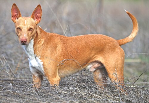 Spanish Podenco: Created for Hunting