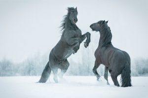 Frozen Prehistoric Horse Discovered in Siberia