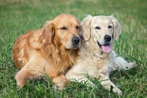 The Ins and Outs of Getting Dogs to Mate Correctly