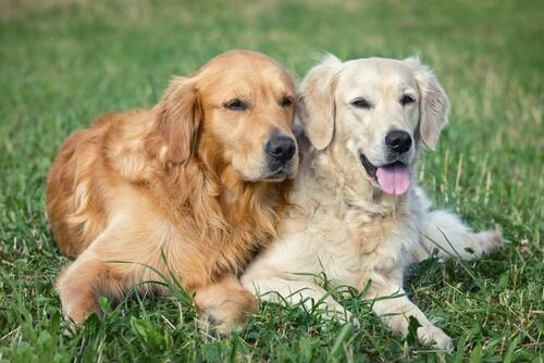 Canine reproduction and the details of pregancy and mating.
