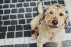 How to Protect Your Dog from The Flu