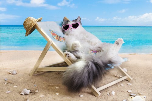 Cat sun bathing in a beach chair