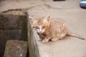 Small cat in the street.