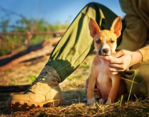 How to Know if You Are a Responsible Pet Owner