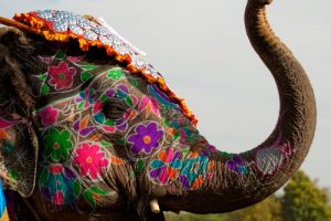 5 Sacred Animals from Around the World