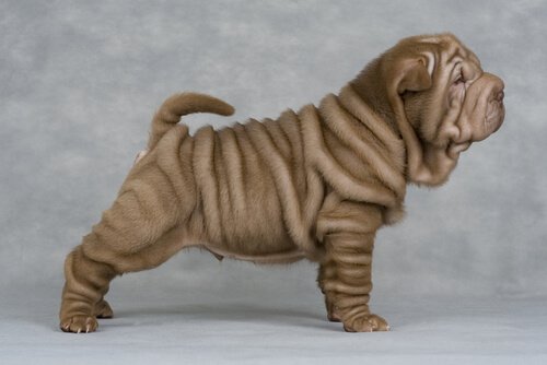 Why Shar Pei Dogs Have So Many Wrinkles