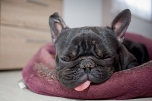 My Dog Snores: What Should I Do?