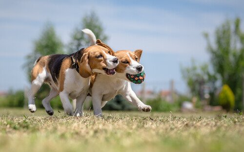Dogs playing fetch in a field