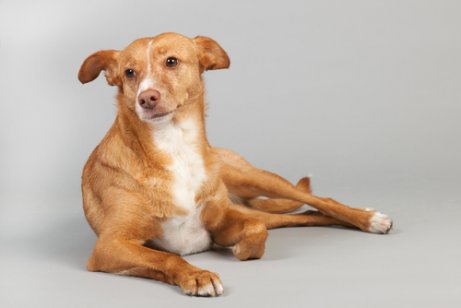 The Spanish Podenco is known in Spain for its hunting abilities.