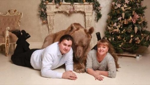Stepan, the Pet Bear of a Russian Couple
