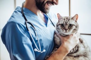 Vet with a cat