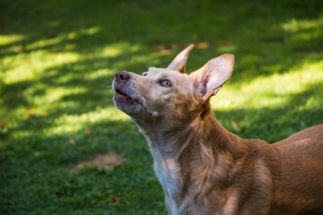 The Spanish Podenco requires a lot of exercise.