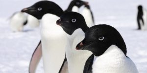 Three adélie penguins