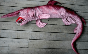 Pink goblin shark 