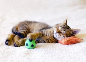 Kitten playing with a gift ball. 