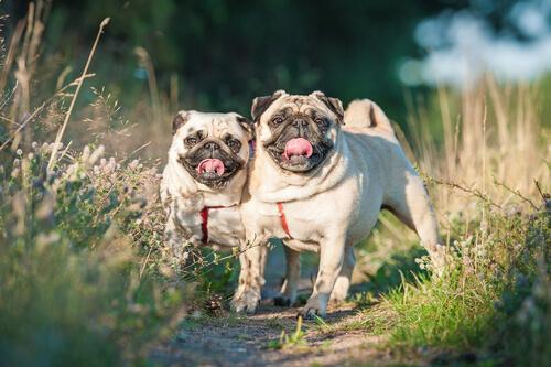 Two pugs in love