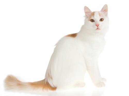 Turkish Van is one of the largest cat breeds