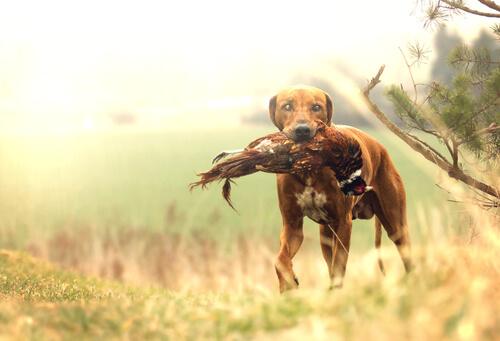 What’s the Best Hunting Dog?