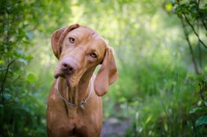 It's Important to Know Your Dog's Blood Type!