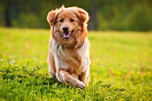 10 Tips to Make Your Dog's Fur Beautiful