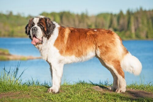 are saint bernards good dogs