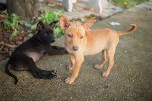 Pets in Venezuela Suffer Food Shortages