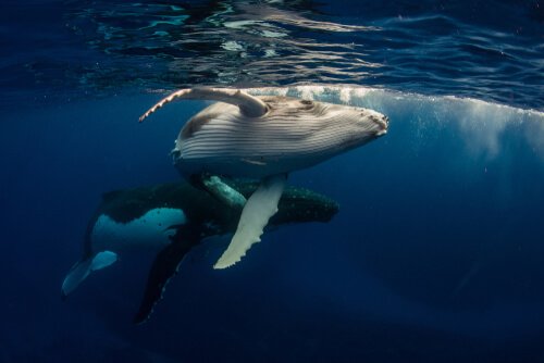 Whales experience stress as shown by recent studies.