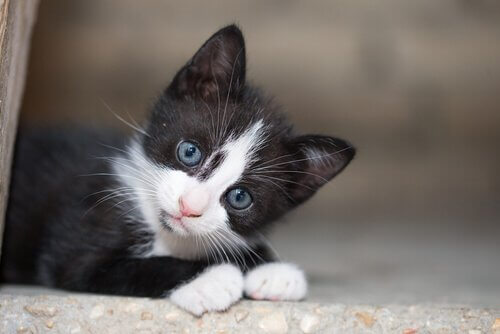 A kitten sitting down and staring.