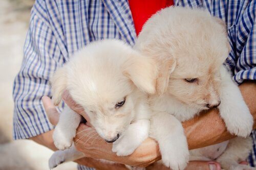 Two tan adopted dogs being held.