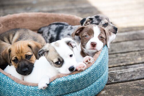 A litter of adopted dogs in a dog bed.