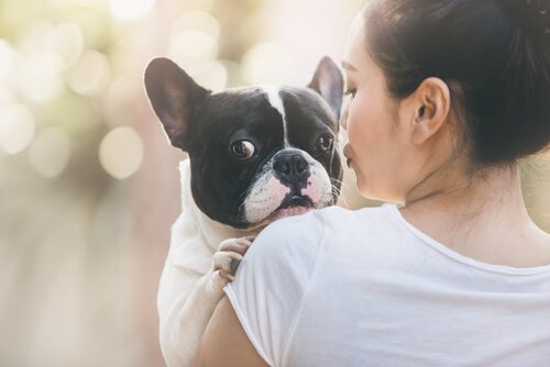 Adopt a new dog like this Boston Terrier