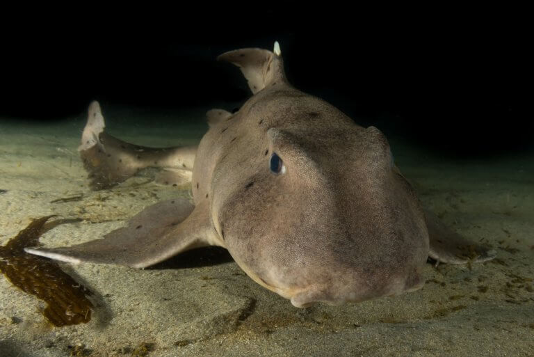 An adult horn shark